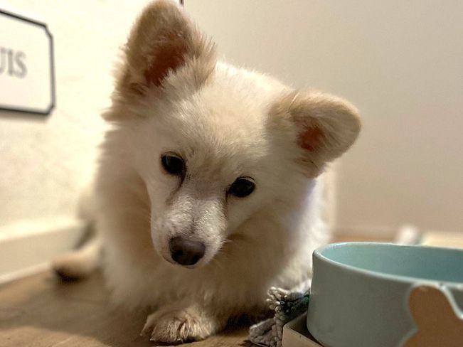 pfotenretterungarn Malika PS (5)