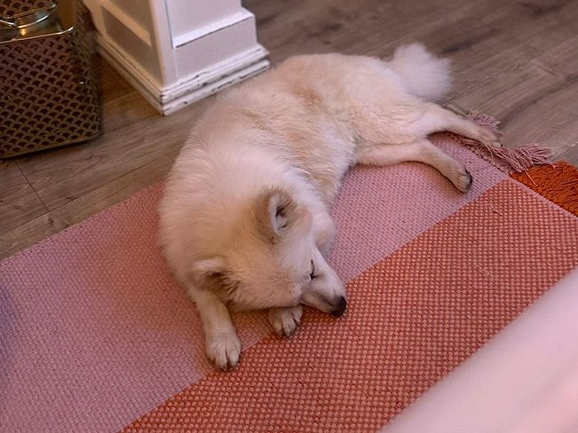 pfotenretterungarn Malika PS (6)