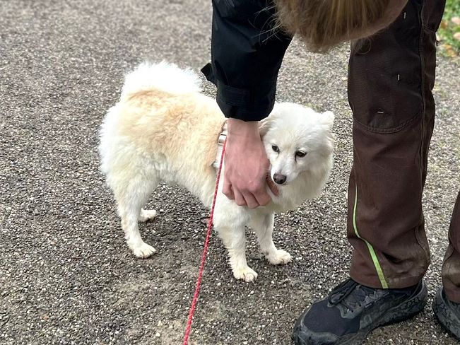 pfotenretterungarn Malika PS (7)