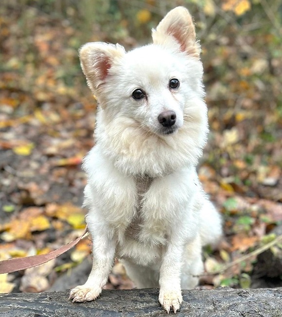 pfotenretterungarn Malika PS (8)