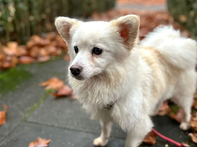 pfotenretterungarn Malika PS (8)