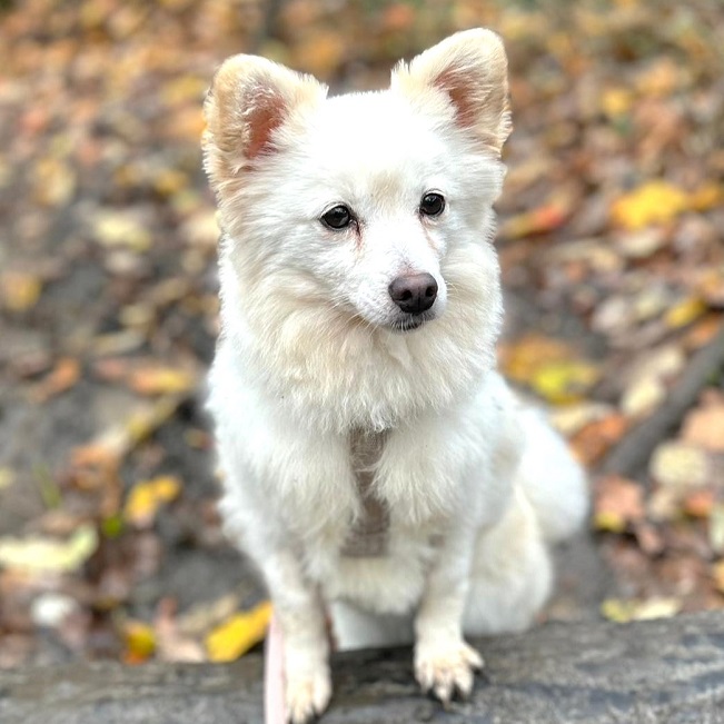 pfotenretterungarn Malika PS (9)