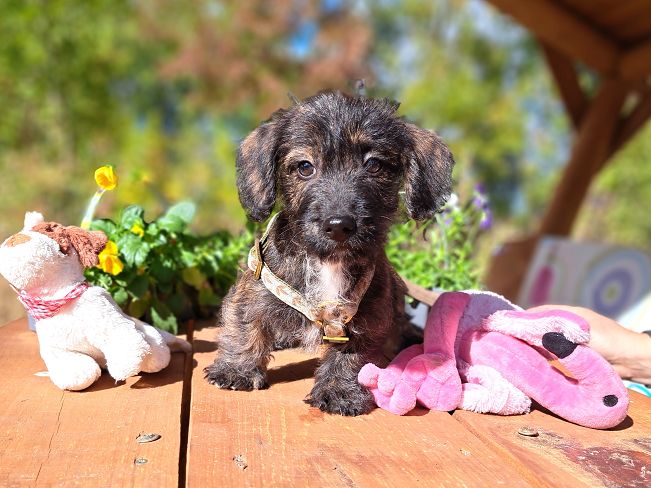 pfotenretterungarn Muck (1)