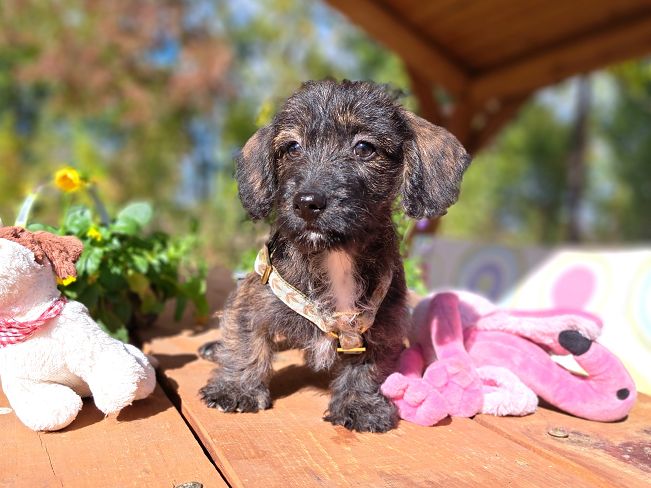 pfotenretterungarn Muck (2)