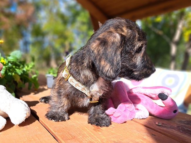 pfotenretterungarn Muck (3)