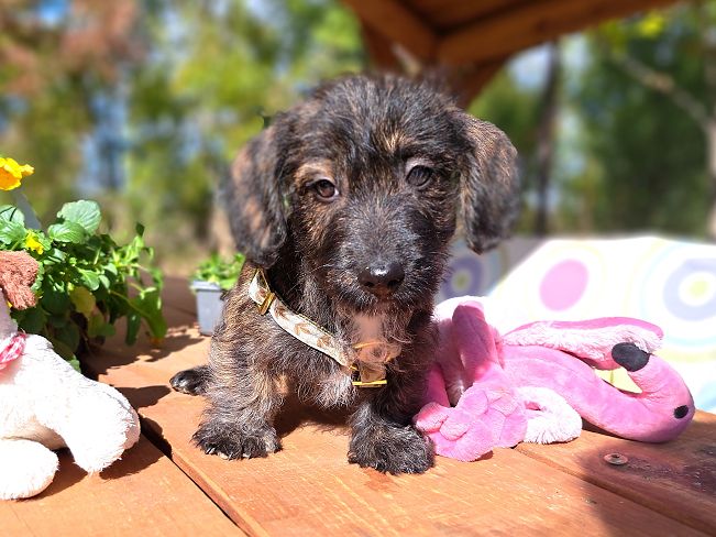 pfotenretterungarn Muck (4)