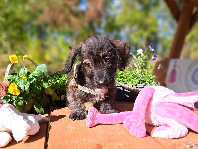 pfotenretterungarn Muck (5)