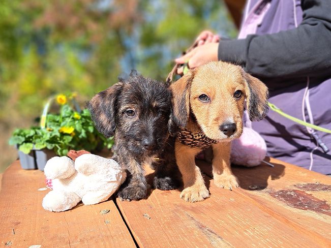 pfotenretterungarn Muck (6)