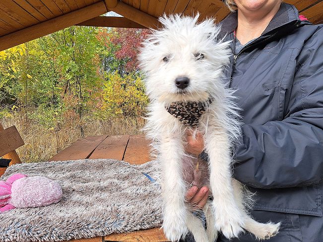 pfotenretterungarn Snoopy (1)