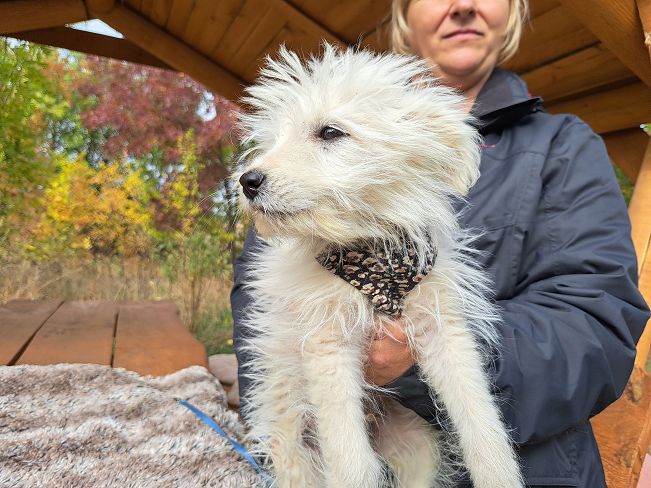 pfotenretterungarn Snoopy (2)