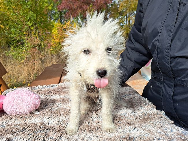 pfotenretterungarn Snoopy (3)