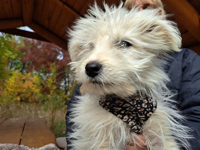 pfotenretterungarn Snoopy (4)