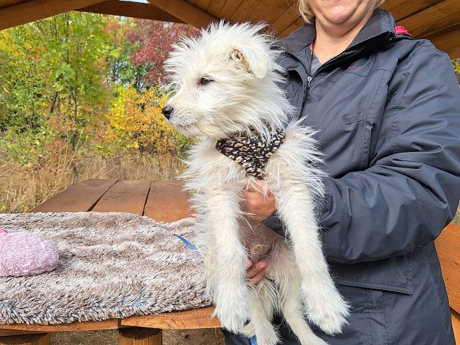 pfotenretterungarn Snoopy (5)