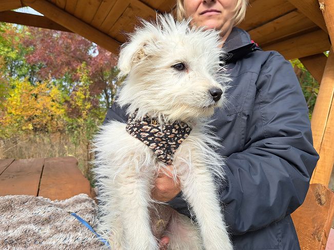 pfotenretterungarn Snoopy (6)