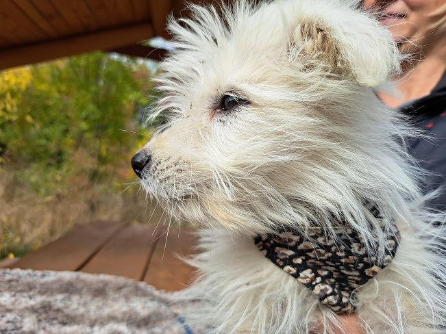 pfotenretterungarn Snoopy (7)