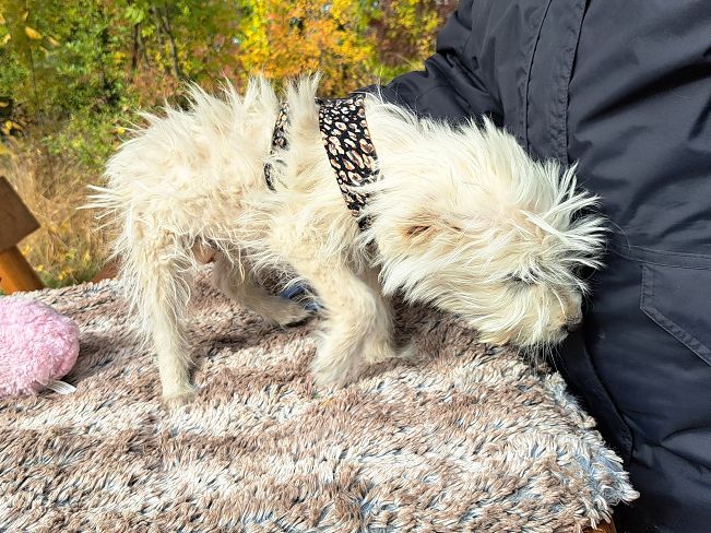 pfotenretterungarn Snoopy (8)