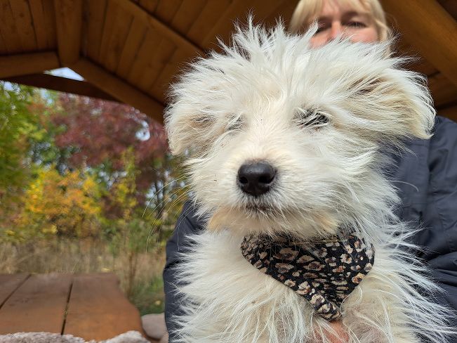 pfotenretterungarn Snoopy (9)