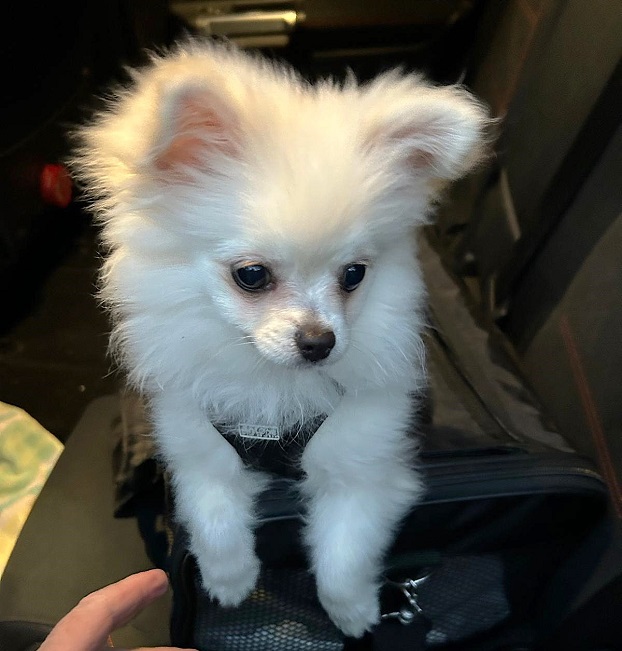 pfotenretterungarn Snow (10)