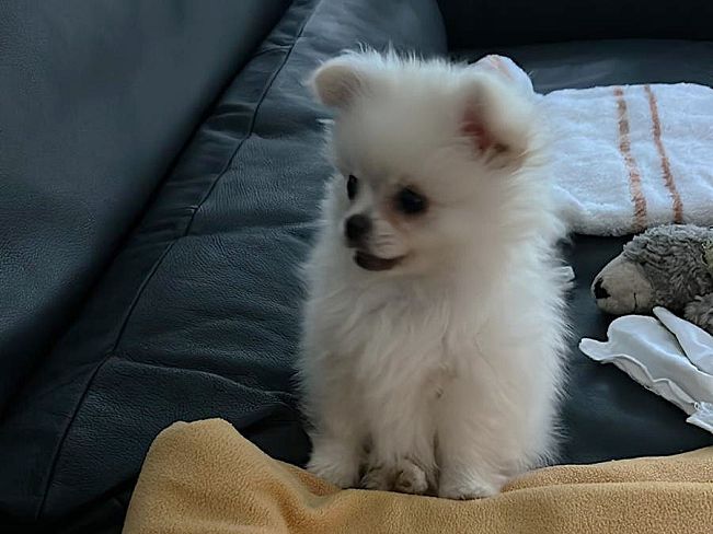 pfotenretterungarn Snow (2)