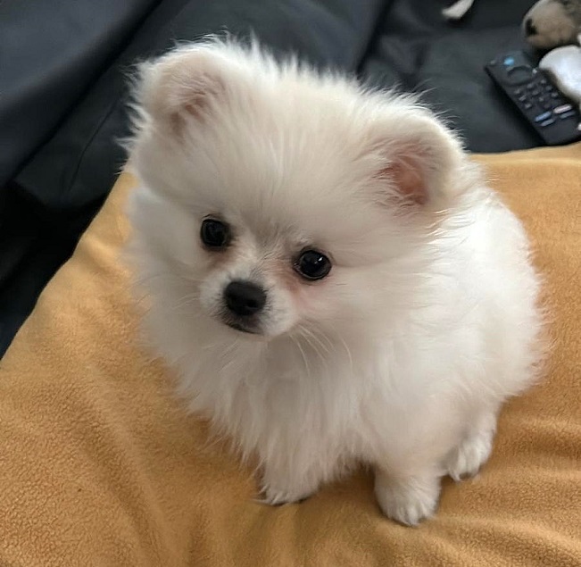 pfotenretterungarn Snow (3)