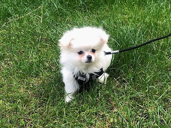 pfotenretterungarn Snow (4)