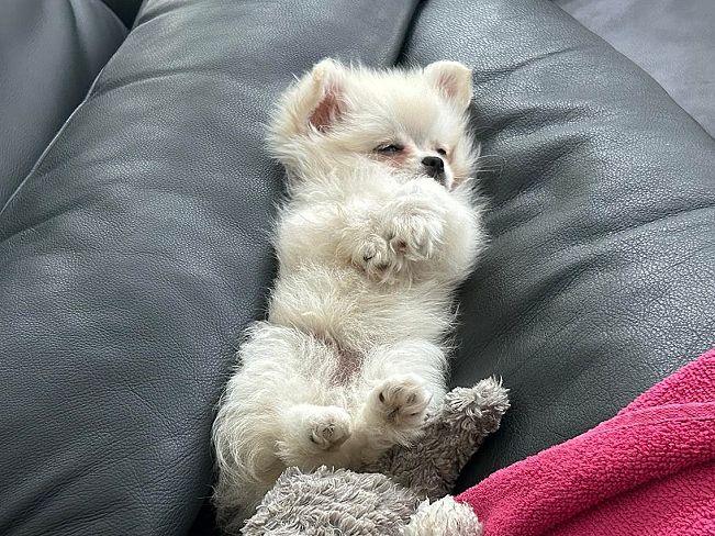 pfotenretterungarn Snow (5)