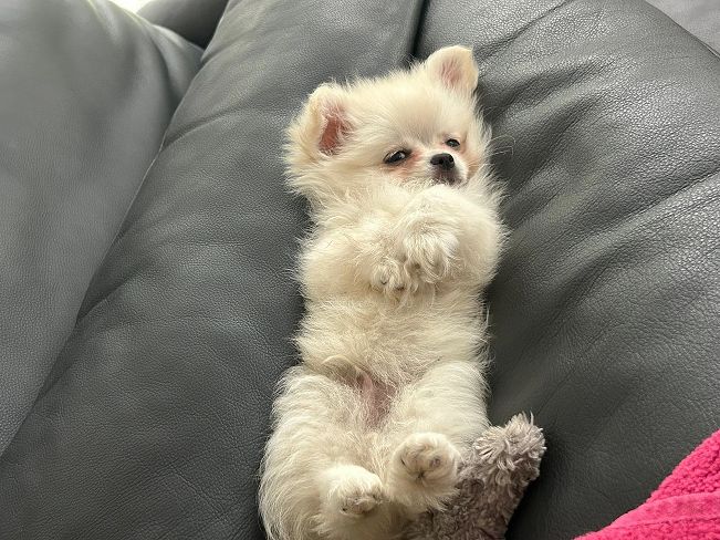 pfotenretterungarn Snow (6)