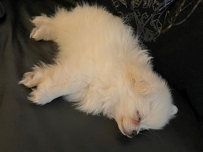 pfotenretterungarn Snow (7)