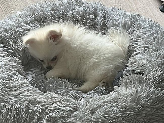 pfotenretterungarn Snow (8)