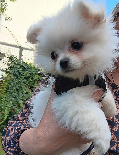 pfotenretterungarn Snow (9)