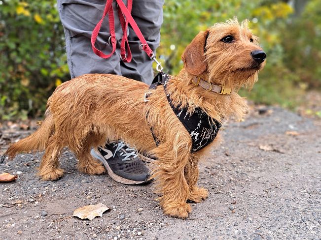pfotenretterungarn Sully neu (6)