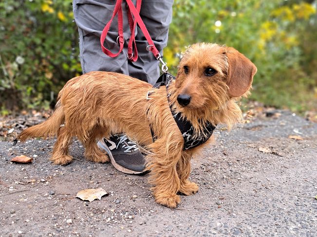 pfotenretterungarn Sully neu (9)