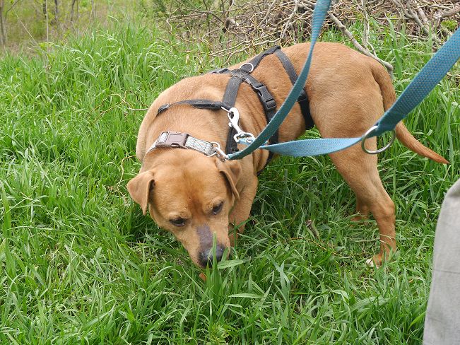 pfotenretterungarn Tyrell_T-Rex (10)