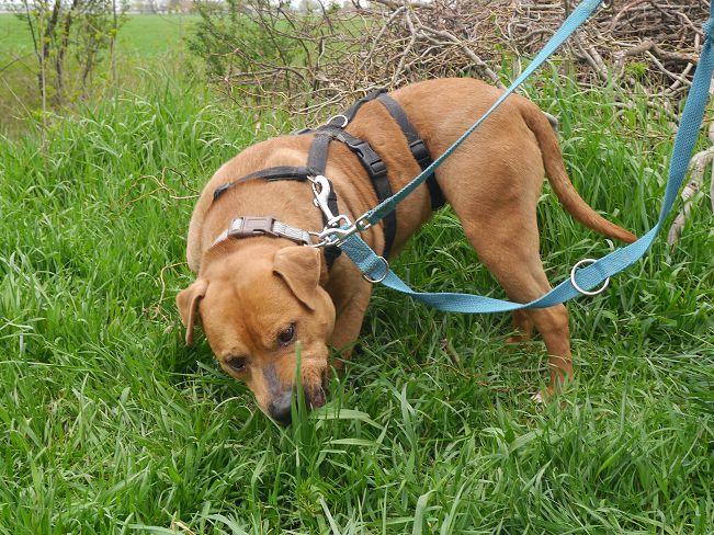 pfotenretterungarn Tyrell_T-Rex (11)