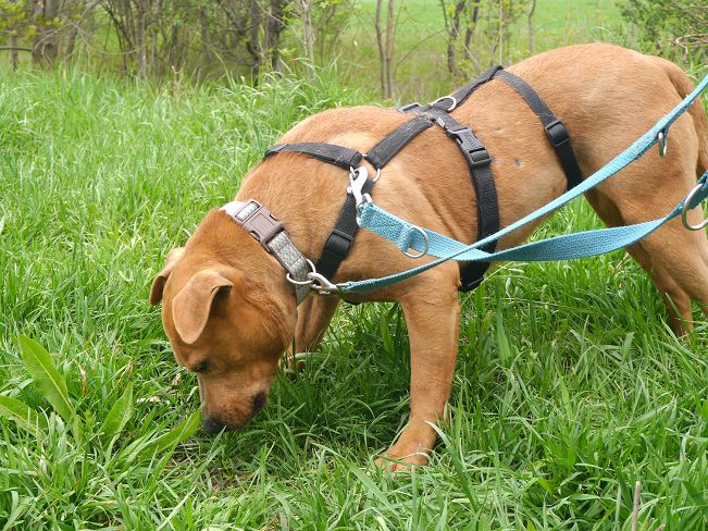 pfotenretterungarn Tyrell_T-Rex (12)