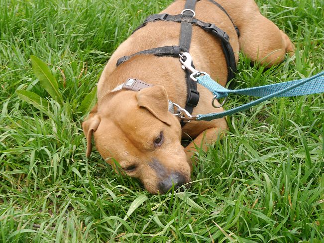 pfotenretterungarn Tyrell_T-Rex (13)