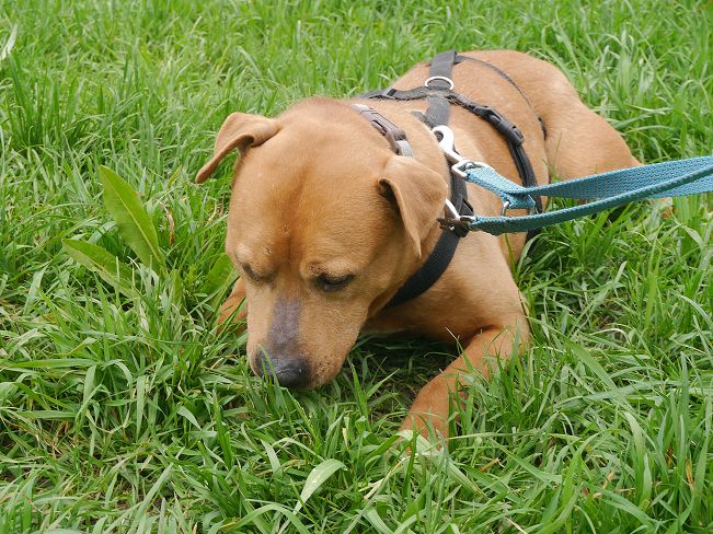 pfotenretterungarn Tyrell_T-Rex (14)