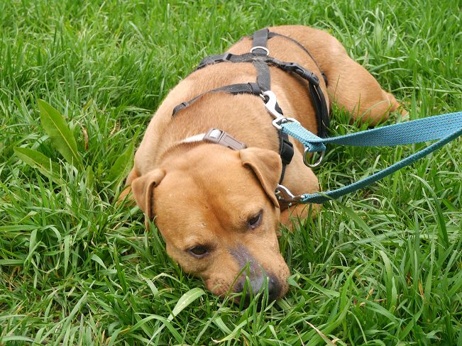 pfotenretterungarn Tyrell_T-Rex (15)