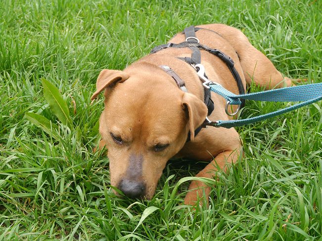 pfotenretterungarn Tyrell_T-Rex (16)