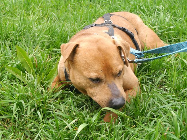 pfotenretterungarn Tyrell_T-Rex (18)