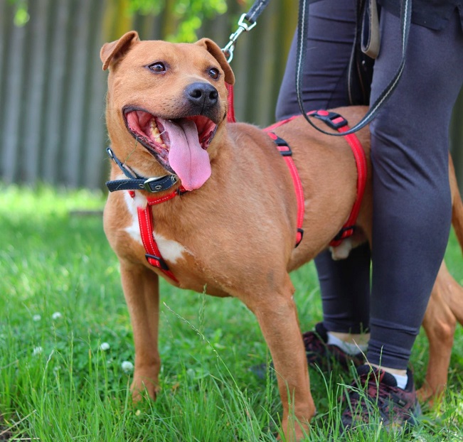 pfotenretterungarn Tyrell_T-Rex (19)