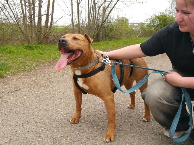 pfotenretterungarn Tyrell_T-Rex (2)