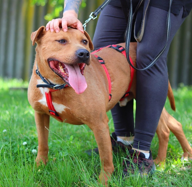 pfotenretterungarn Tyrell_T-Rex (20)