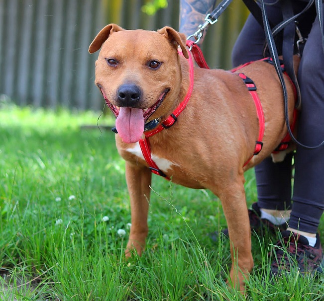 pfotenretterungarn Tyrell_T-Rex (21)