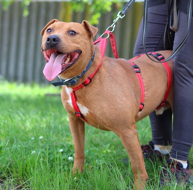 pfotenretterungarn Tyrell_T-Rex (22)