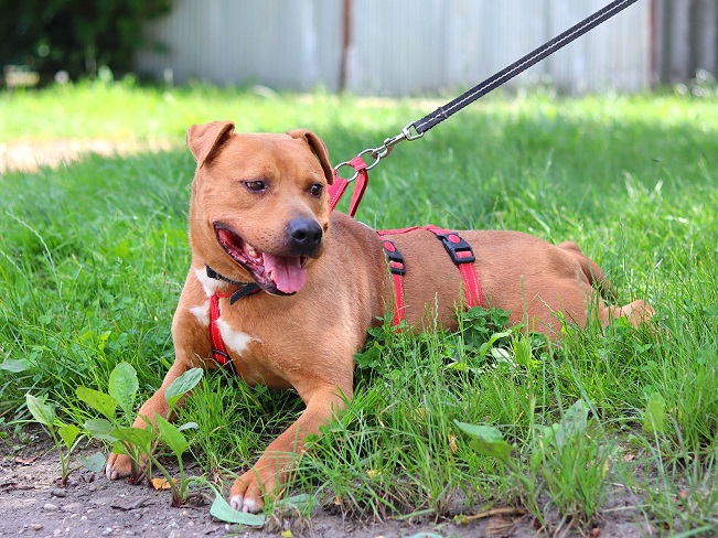 pfotenretterungarn Tyrell_T-Rex (23)