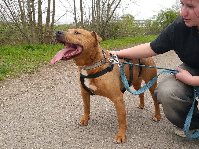 pfotenretterungarn Tyrell_T-Rex (3)