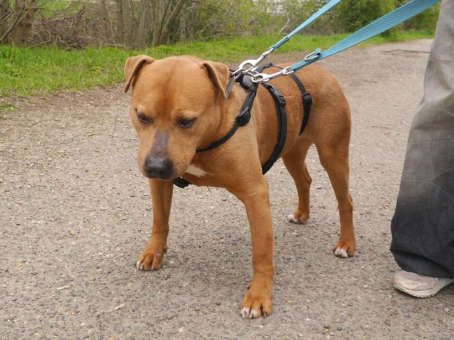 pfotenretterungarn Tyrell_T-Rex (4)