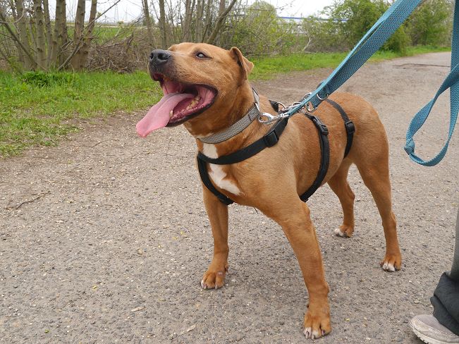 pfotenretterungarn Tyrell_T-Rex (5)