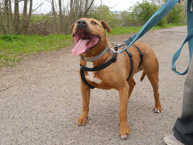 pfotenretterungarn Tyrell_T-Rex (6)